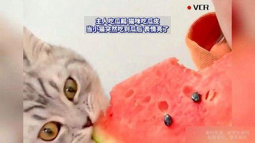 什么瓜猫咪可以吃,哪些瓜类是猫咪的健康美食