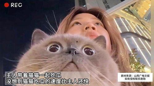 什么瓜猫咪可以吃,哪些瓜类是猫咪的健康美食