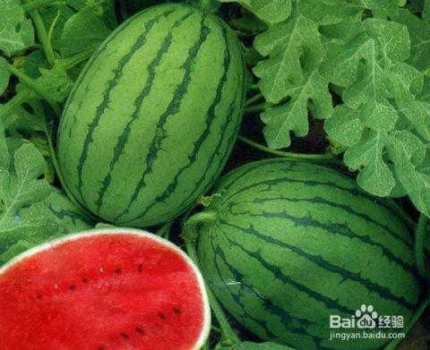 吃瓜学委,揭秘校园里的“瓜田”趣事