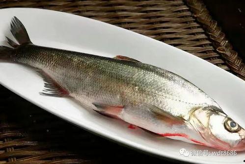 土瓜鱼可以吃吗,美味还是禁忌？探究其食用安全与营养价值