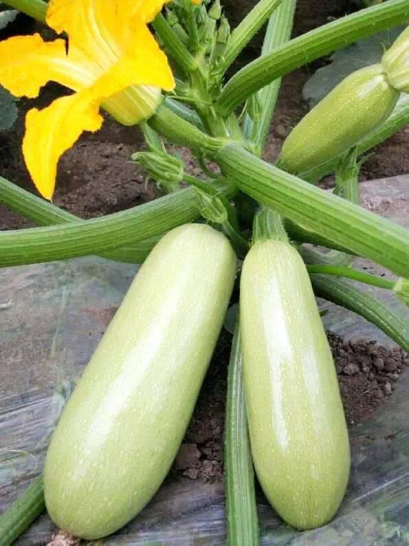 兔子吃西葫芦瓜吗,探索兔子是否可以吃西葫芦瓜