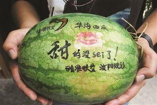 龙区吃瓜,揭秘网络吃瓜背后的故事