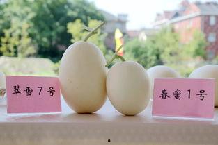 新玉吃瓜,揭秘娱乐圈最新热点事件