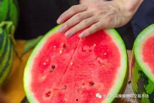 浙江学院吃瓜,揭秘校园美食背后的故事