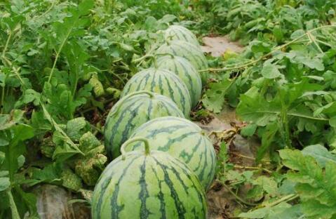 山大威海有瓜吃,瓜果飘香，共享美好时光