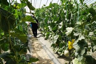 望都吃瓜视频,揭秘网络热点的背后故事