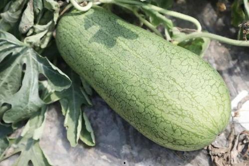 夏天吃的有什么瓜,盘点夏季必尝的清凉瓜类美食