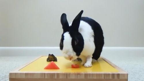 青蛙兔子吃瓜,青蛙与兔子共赴瓜田盛宴