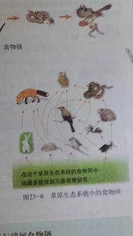 青蛙兔子吃瓜,青蛙与兔子共赴瓜田盛宴