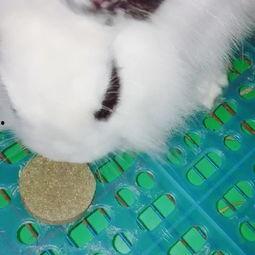 青蛙兔子吃瓜,青蛙与兔子共赴瓜田盛宴