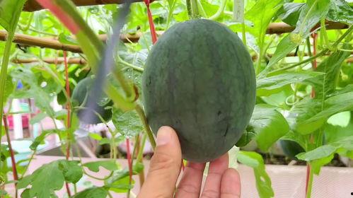 最近都吃的瓜,明星们的甜蜜与苦涩