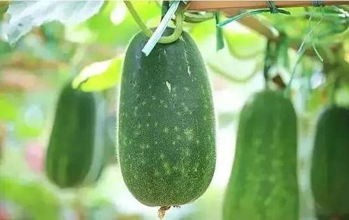 最近都吃的瓜,明星们的甜蜜与苦涩