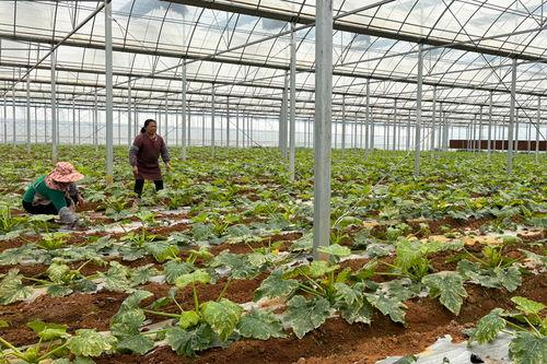 宁晋吃瓜菜花,品味乡村田园的甜蜜滋味