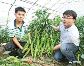 宁晋吃瓜菜花,品味乡村田园的甜蜜滋味