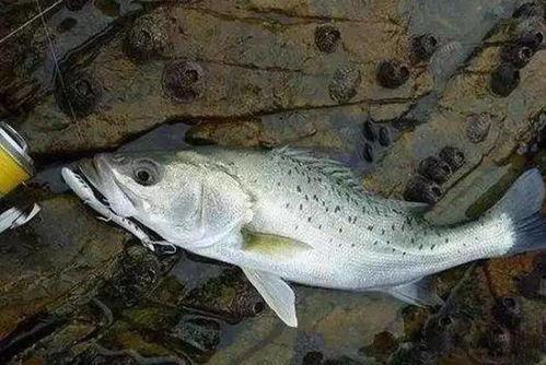 钓鱼鱼吃瓜,钓鱼人乐在其中