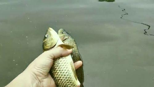 钓鱼鱼吃瓜,钓鱼人乐在其中