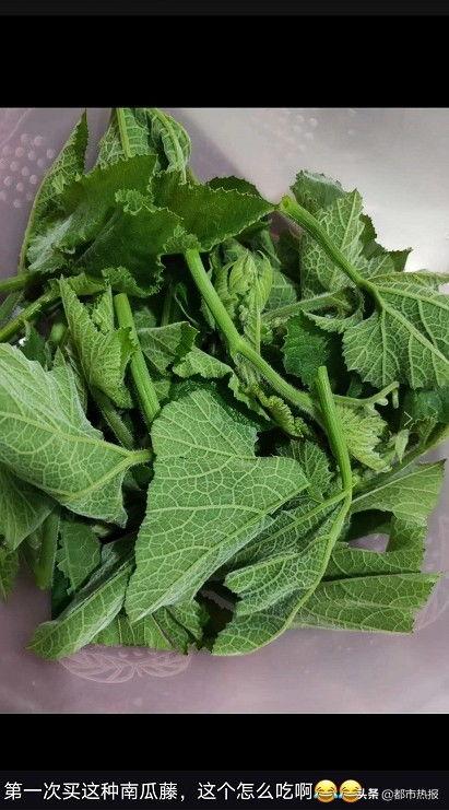 朋瓜尖怎么吃,探索美味与营养的完美结合