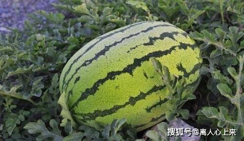 边吃西瓜边讲瓜,边吃西瓜边讲瓜的故事与智慧