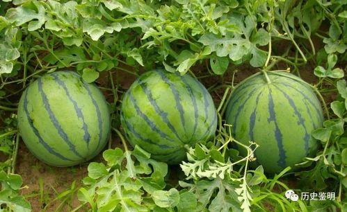边吃西瓜边讲瓜,边吃西瓜边讲瓜的故事与智慧