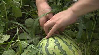 边吃西瓜边讲瓜,边吃西瓜边讲瓜的故事与智慧