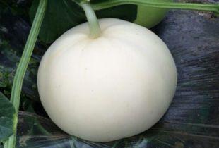 玉梨瓜怎么吃,解锁美味新体验