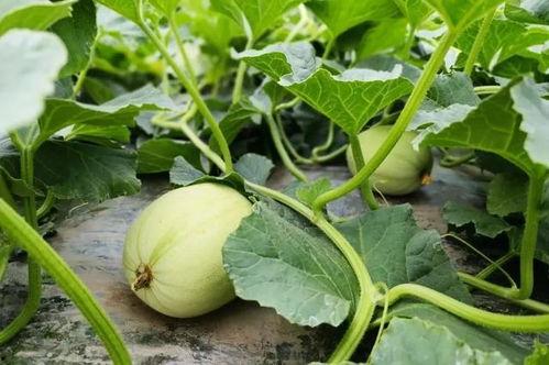 吃瓜小个体,揭秘娱乐圈幕后故事