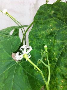 精瓜花怎么吃,解锁美味新境界