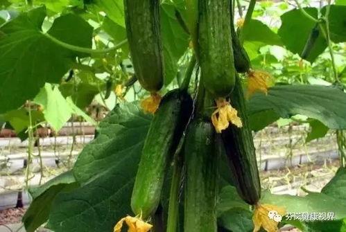 天天吃一瓜,揭秘娱乐圈那些不为人知的幕后故事