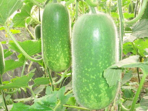 eg俱乐部吃瓜图,一场娱乐与八卦的盛宴