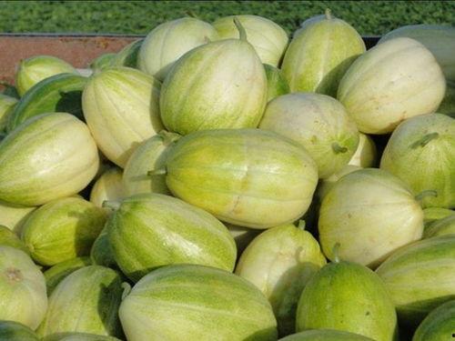 微山县吃瓜记录,探寻微山县的甜蜜记忆