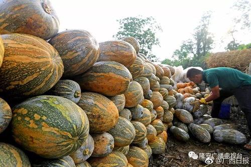 微山县吃瓜记录,探寻微山县的甜蜜记忆