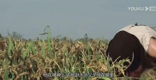 不屑于吃瓜,揭秘网络舆论背后的真相