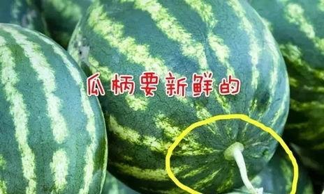 吃瓜皮的瓜叫什么瓜,探寻“吃瓜皮”的瓜之奥秘