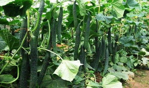 立夏吃瓜图,一场视觉盛宴的立夏吃瓜图解读