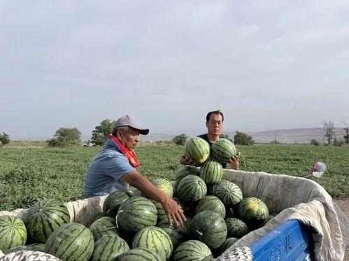 黄石广场吃瓜,夏日吃瓜盛宴，共享清凉时光