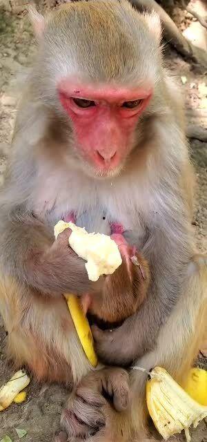 吃哈密瓜吃的像个猴子,品尝美味，变身猴王风采