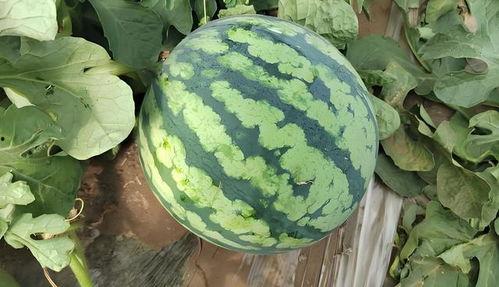 黄色爽瓜怎么吃,解锁夏日清新美味