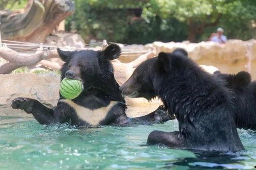 大马猴吃瓜愉快,欢乐时光尽享其中