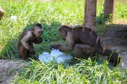 大马猴吃瓜愉快,欢乐时光尽享其中