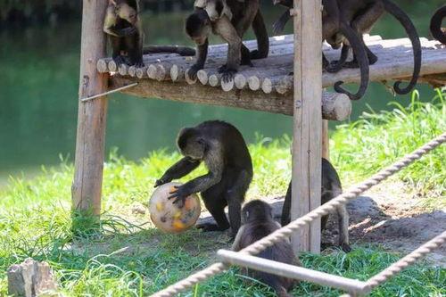 大马猴吃瓜愉快,欢乐时光尽享其中