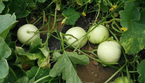 快到碗里吃瓜视频