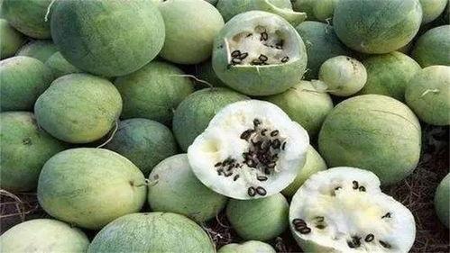 沙漠板栗瓜怎么吃,探索美味新境界