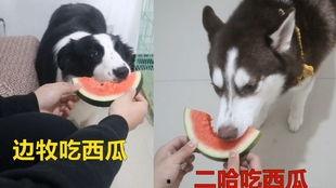 小哈士奇吃瓜,萌态十足，网友直呼可爱爆表！