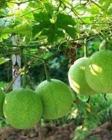 瓜萎仁是瓜萎子吗怎么吃,食用方法与营养解析