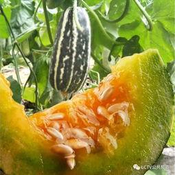 清澈吃瓜,揭秘吃瓜群众的趣味生活