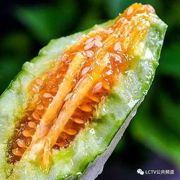 清澈吃瓜,揭秘吃瓜群众的趣味生活