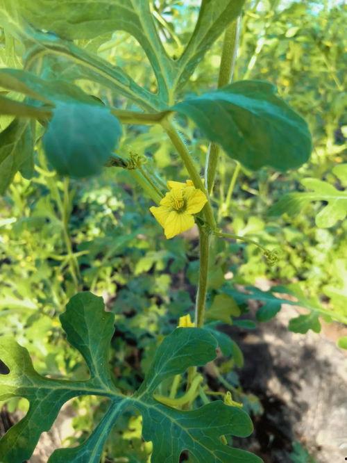 清澈吃瓜,揭秘吃瓜群众的趣味生活