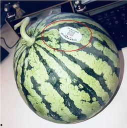 网红式吃瓜,一场视觉与味蕾的双重盛宴