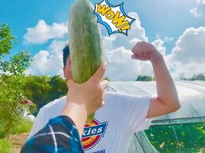 网红式吃瓜,一场视觉与味蕾的双重盛宴