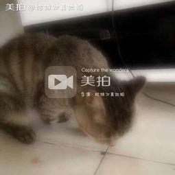 喵喵吃瓜头像,揭秘喵喵吃瓜头像背后的趣味故事